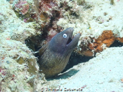 Greyface Moray Eel - Gymnothorax thyrsoideus (Siderea thy... by Jimmela Sabanate 